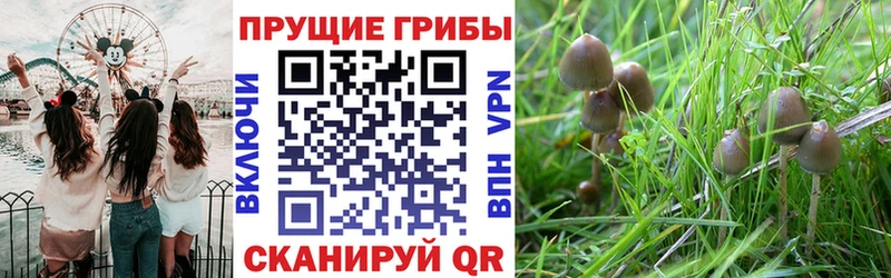 shop наркотические препараты  Гаврилов-Ям  Псилоцибиновые грибы Psilocybine cubensis 